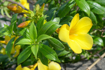 Allamanda cathartica