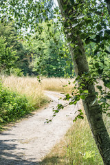 path in the forest