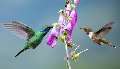 Fototapeta na wymiar Hummingbirds in Costa Rica 