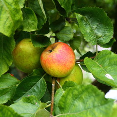 delicious red and green coloured apple hanging in the tree