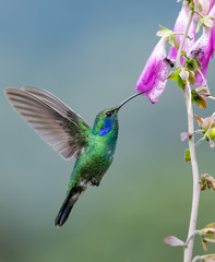 Hummingbird in Costa Rica  © Harry Collins