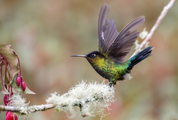 Fiery-throated Hummingbird in Costa Rica  © Harry Collins