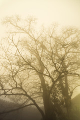 Trees in the Mist.