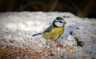 Blue Tit in snow
