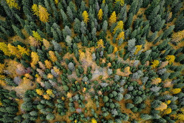 aerial trees