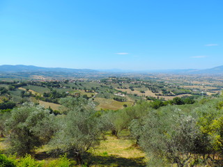 Fototapeta na wymiar Bellissimo campo di ulivi nella campagna in Umbria, Italia