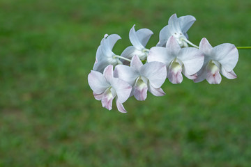 Beautiful white flowers in the garden.