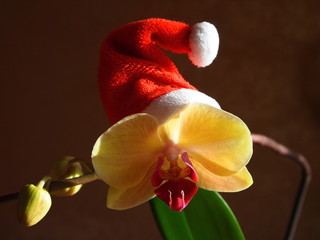 New year. The christmas orchid. Santa Claus.