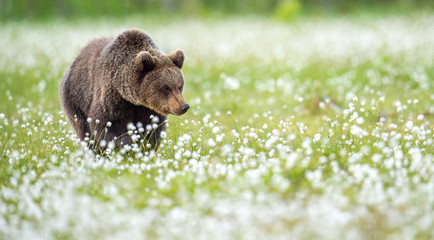 Brown bear in the summer forest on the bog among white flowers. Front view. Natural Habitat. Brown bear, scientific name: Ursus arctos. Summer season. © Uryadnikov Sergey