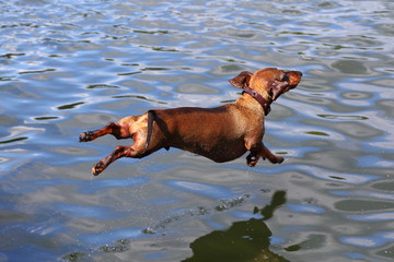 brown dachshund jumping in the water