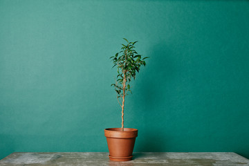 Plant in flowerpot on table on green background