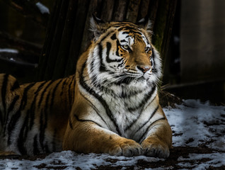 Tiger Sitting