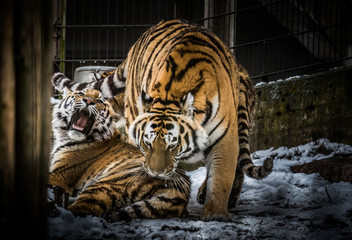 Tigers Playing
