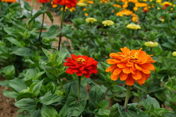 Zinnia