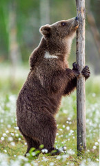 Brown bear standing on his hind legs in the summer forest among white flowers. Front view. Natural Habitat. Brown bear, scientific name: Ursus arctos. Summer season.