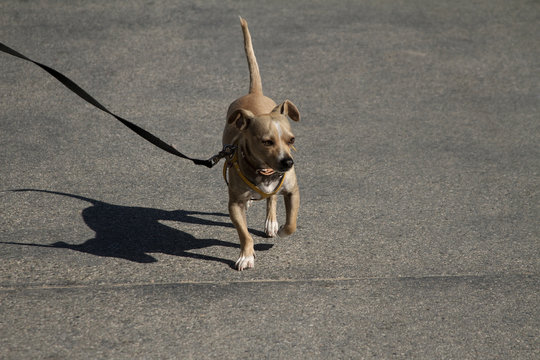 Perro de paseo