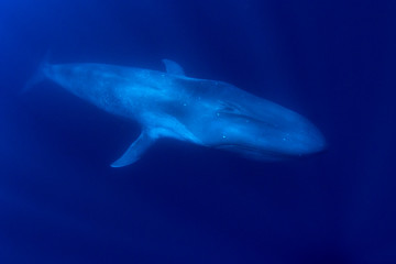 Blue Whale 