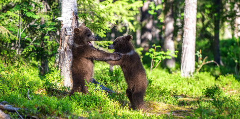 Brown Bear Cubs playfully fighting, Scientific name: Ursus Arctos Arctos. Summer green forest background. Natural habitat. © Uryadnikov Sergey