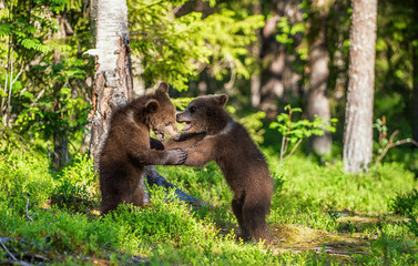 Brown Bear Cubs playfully fighting, Scientific name: Ursus Arctos Arctos. Summer green forest background. Natural habitat.