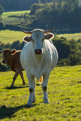 A white cow and a brunette in the meadow in Gaume with Sapinni&egrave;res in the background