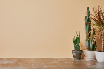Different plants in flowerpots  on dusty table on beige background