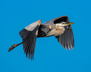 heron in flight