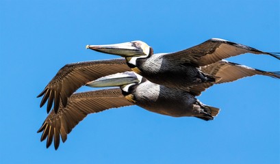 pelican in flight