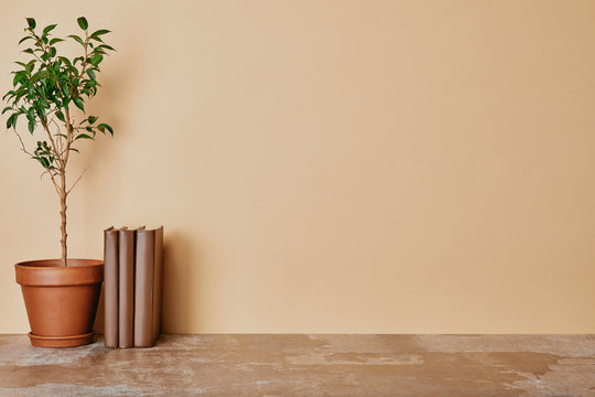 Plant And Books On Dusty Table On Beige Background