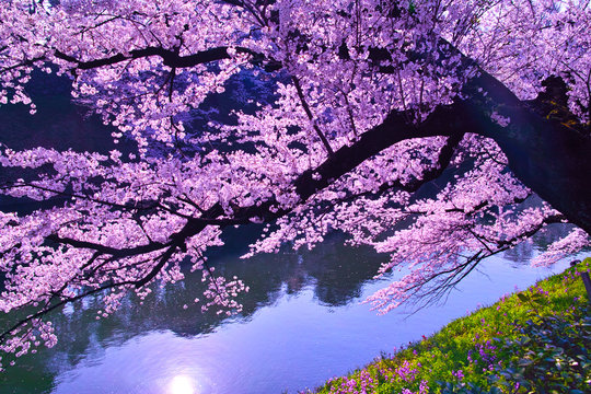 朝日に輝く千鳥ヶ淵の桜
