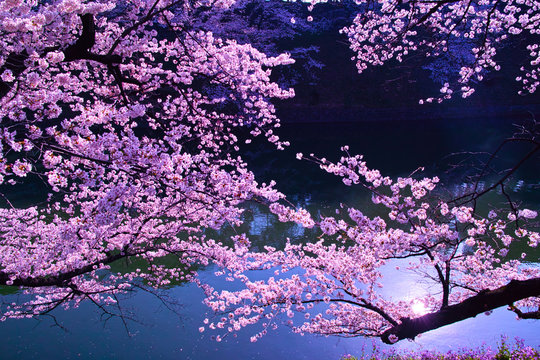 朝日に輝く千鳥ヶ淵の桜
