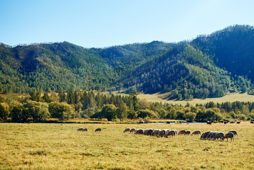 Fototapeta na wymiar Flock of sheep grazing on green meadow surrounded by forest-covered Altai mountains