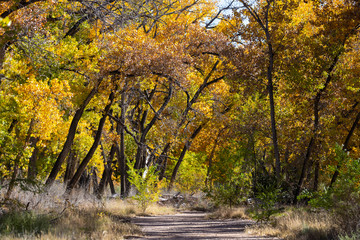 a nature trail through a beautiful cottonwood forest in fall colors - 233765847