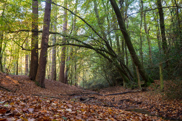 Stream Running Through Autumn Wood