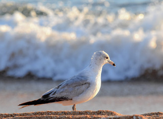 seagull on the beach