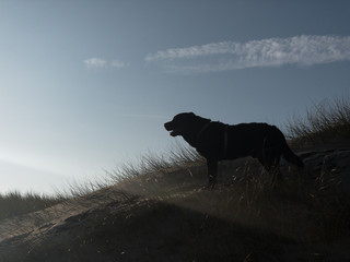 Labrador in den Dünen