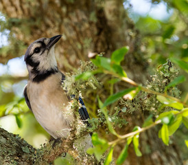 bird on a branch