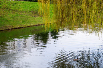 Landscape with water channel and willow