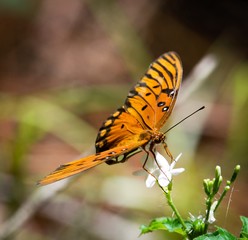 butterfly on flower