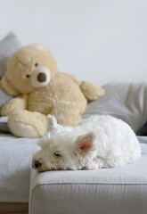 white dog sleeping on a sofa