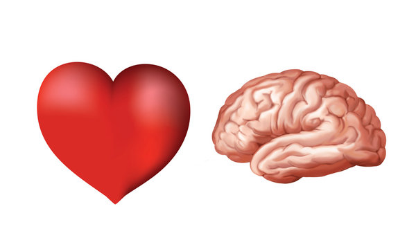 3d isolated heart and brain