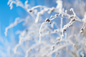 Frost covered alder tree branches