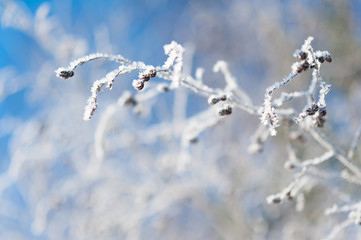 Frost covered alder tree branches