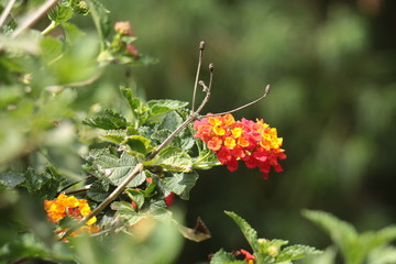 pretty beautiful wild flower