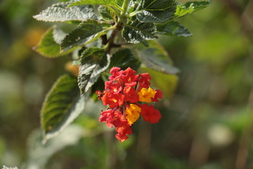 pretty beautiful wild flower