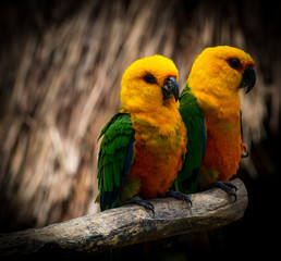 colorful parrots on a branch