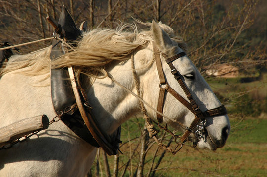 Crini&egrave;re de percheron attel&eacute; avec collier dans le vent.