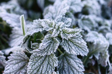 Hoarfrost-covered  leaves of mint and nettle. The first frosts, crystals of shallow ice on green leaves.