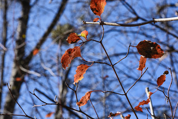 Red leaves on the branches are ready to fall from the light wind down on a background of blue sky and branch of trees	