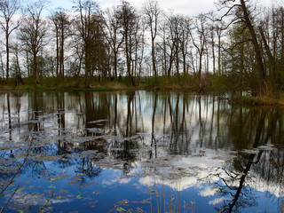 Autumn fall leaves on the water