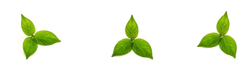 Green leaves isolated on white background.